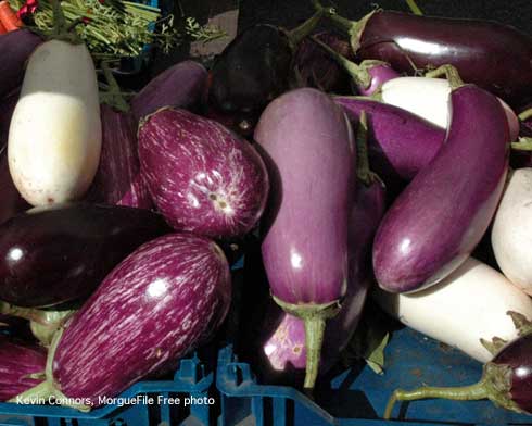 Harvested eggplants, Solanum melongena, piled in a crate.