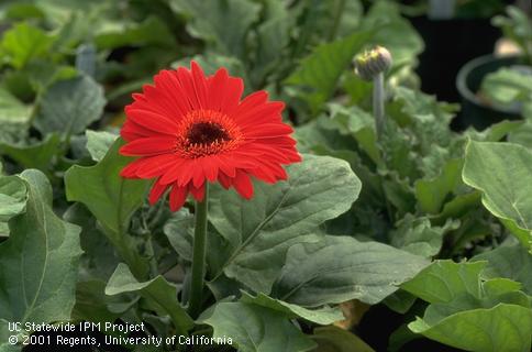 Full bloom, floriculture.