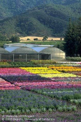 Field-grown bedding plants in full bloom.