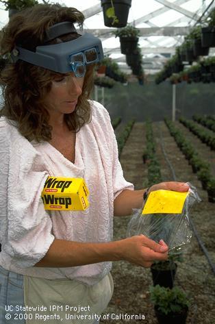 Floriculture monitoring.