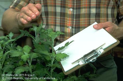 Tapping pests on to a clipboard for sampling.