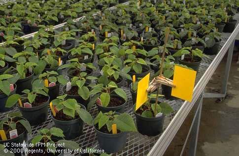 Two sticky traps at right angles for insect monitoring in poinsettia.