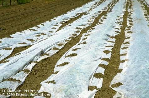 Cloth mesh row covers that exclude insects.