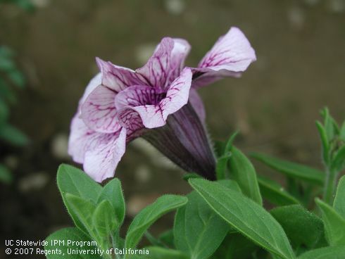 Side view of Petunia blossom, <I>Petunia x hybrida</I>.  