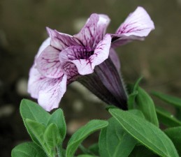 Side view of petunia