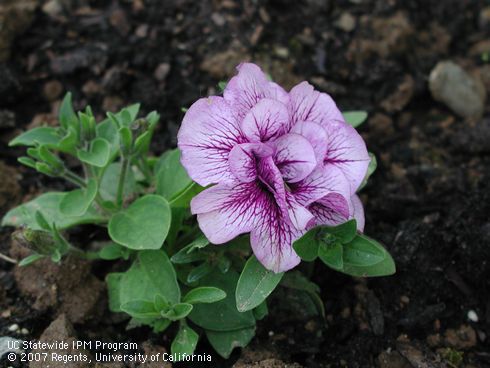 Blossom of Petunia, <I>Petunia x hybrida</I>.  