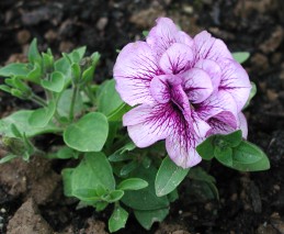 Petunia blossom