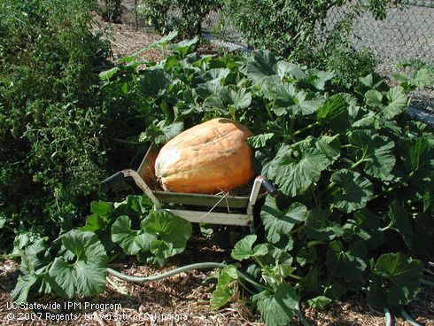 Pumpkins growing in a garden.