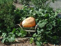 Pumpkin growing in garden.