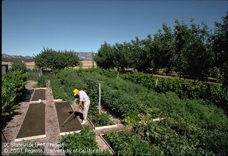 Planting beds in a well-tended garden.