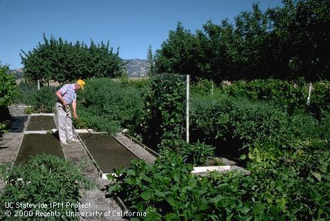 Seed bed preparation.