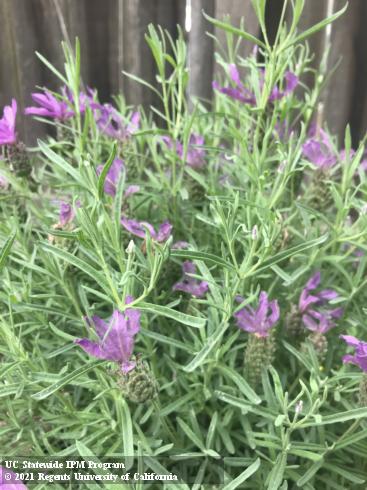 Spanish lavender, <i>Lavandula stoechas </i>.