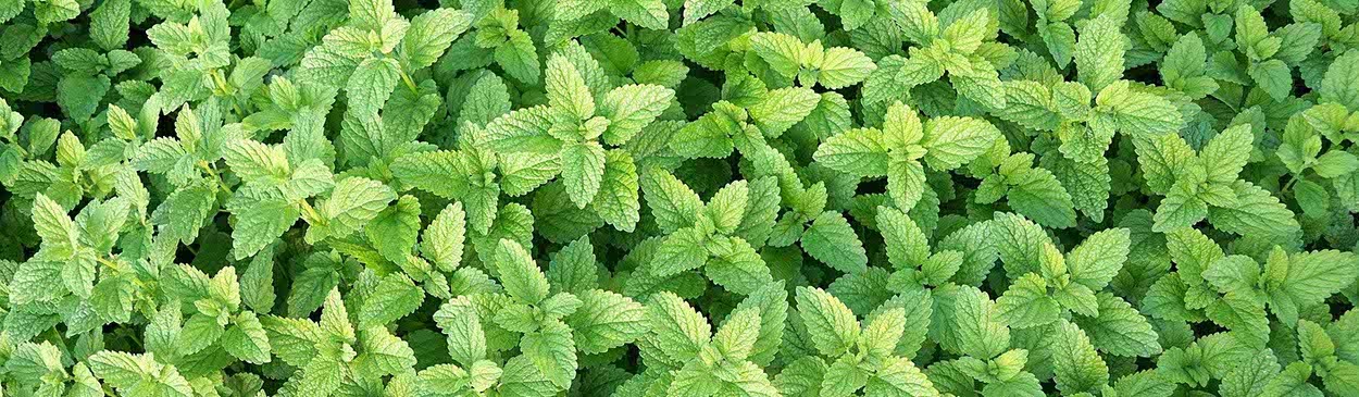 Looking down on the tops of fresh, growing peppermint. Credit: Public Domain