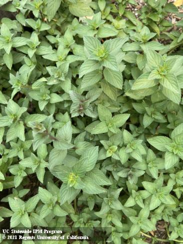 Peppermint plant, <i>Mentha piperita</i>.