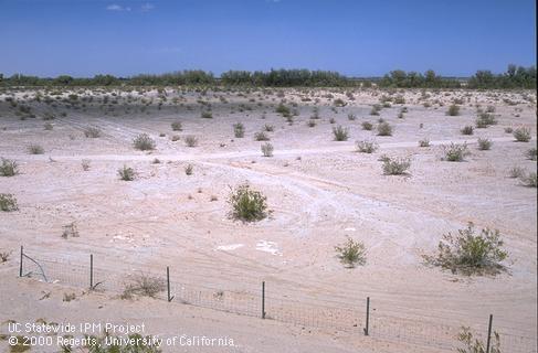 Saltbush scrub and sagebrush.