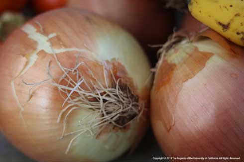 Close up of yellow onion, <i>Allium cepa</i>.