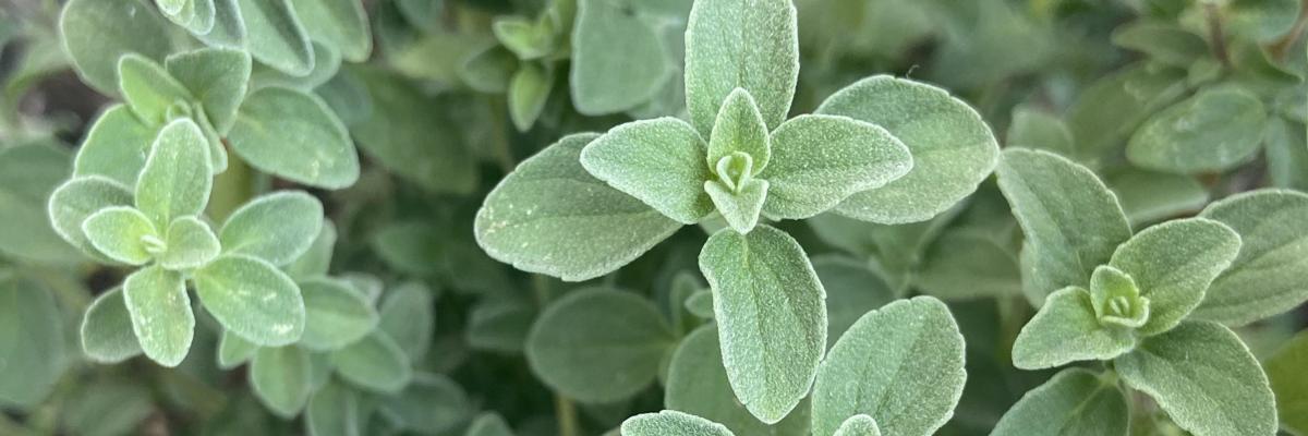 Fuzzy green oregano leaves of different sizes growing in opposite pairs; Sacramento Credit: Karey Windbiel-Rojas, UC IPM