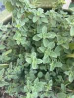 Oregano plant.