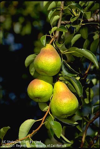 Three pears with reddish blush on tree.