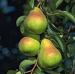 Pears