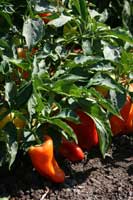 Peppers ready for harvest.