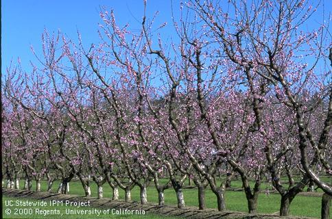 Row of peaches at full bloom.