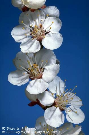 Blenheim apricot shoot with blossoms at full bloom stage. Pomology Teaching Orchard, 2-16-95.   Credit: Jack Kelly Clark