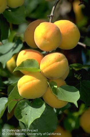 Cluster of ripe apricots.