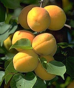 Apricots