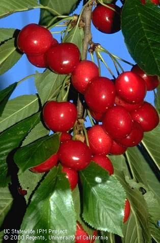 Cluster of ripe Bing cherries.