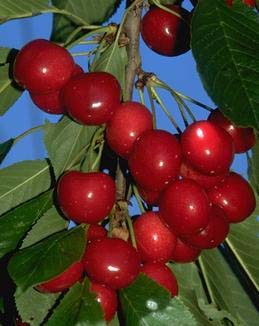 Ripe cherries