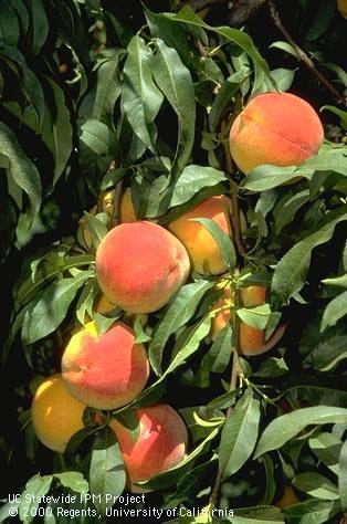 Cluster of ripe peaches.