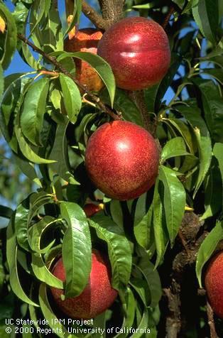 Red Gold nectarines.