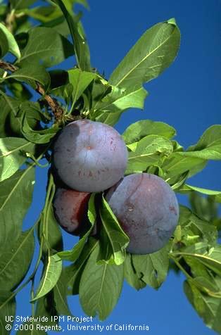 Royal Diamond plums.