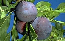 Plums