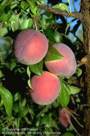 Rosemary plums.