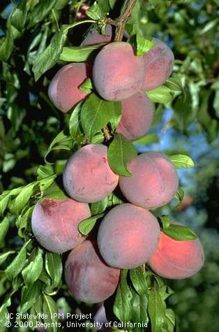 Rosemary plums.