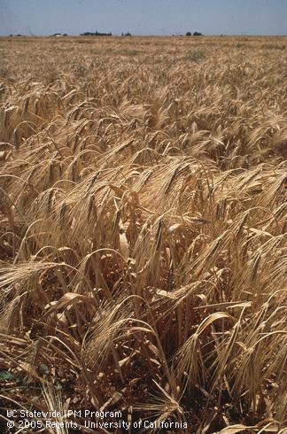 Field of mature wheat.