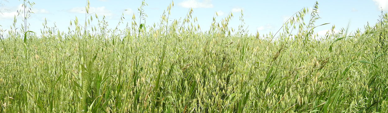 A healthy stand of oats.