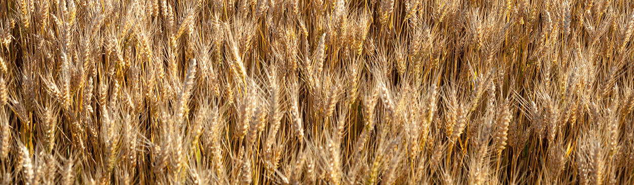 Mature wheat that is ready for harvest.