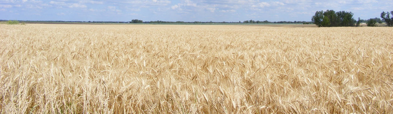 Mature wheat that is ready for harvest.