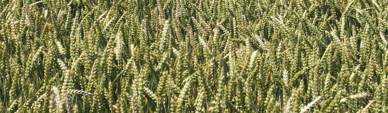 Healthy field of barley.