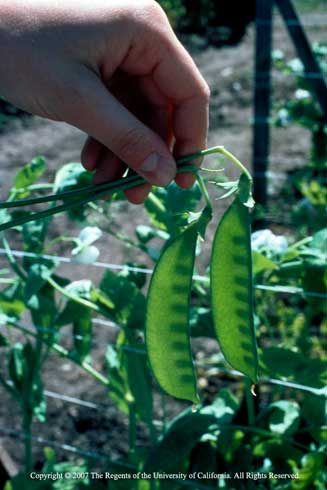 Hand holding two green snow pea pods.; City Slicker Farms, West Oakland Farm Park. UCANR, UCCE Alameda, Contra Costa.  Credit: UC Regents