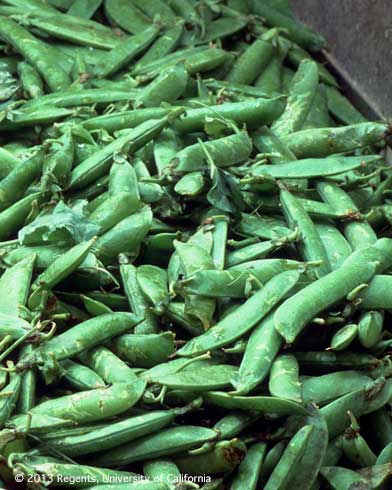 Pile of pea pods, Pisum sativum, at a grocery market.