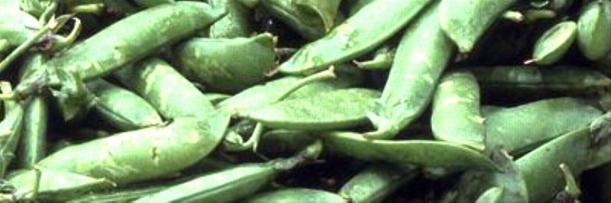 Pile of loose, green pea pods at a grocery market.; City Slicker Farms, West Oakland Farm Park. UCANR, UCCE Alameda, Contra Costa.  Credit: UC Regents