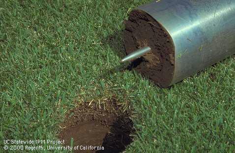 A golf cup cutter and 4 inch soil core sample.