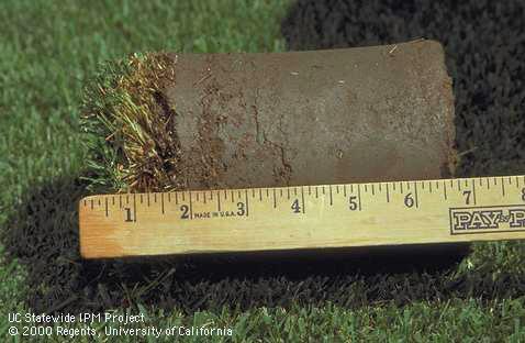 The root zone soil interface thatch layer should not exceed 1/2 inch.