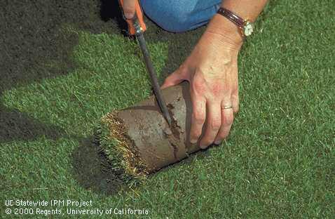 For analysis, cut the core to leave grass, thatch, and 3 inches of soil.