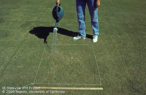 Performing a drench test in a marked off square of bermudagrass.