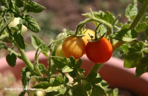 Cherry tomatoes, <i>Solanum lycopersicum</i> var. <i>cerasiforme</i>, growing on vine.